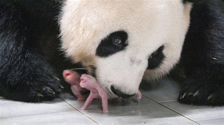 Do panda bears eat their babies?
