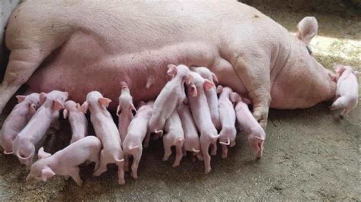 Do pigs eat their babies?