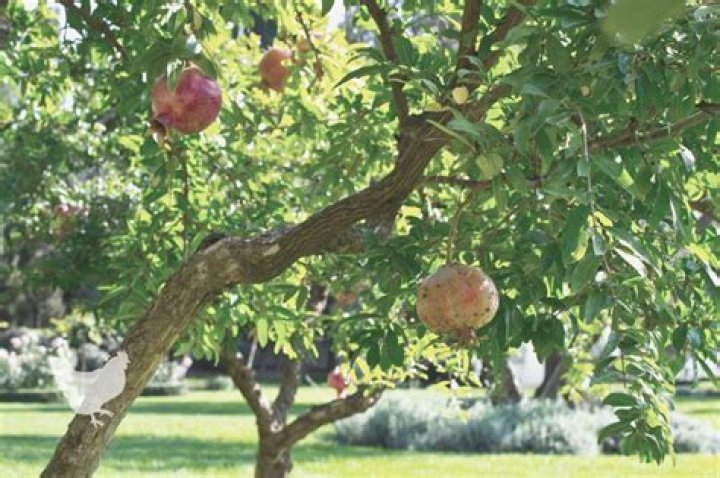 Do pomegranate trees go dormant?