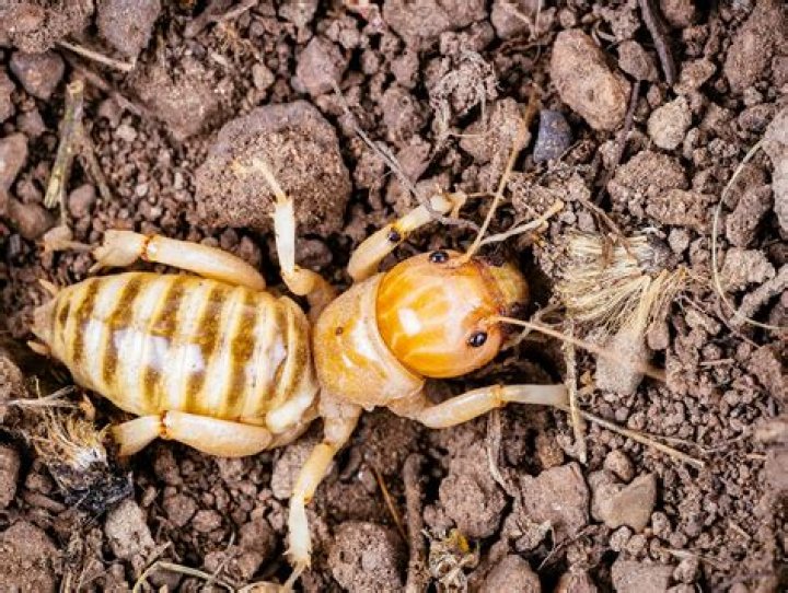 Do potato bugs travel in packs?