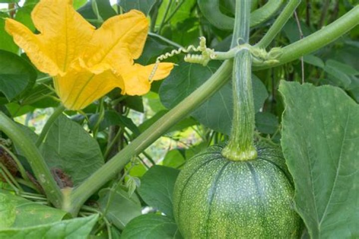 Do pumpkin plants have yellow flowers?