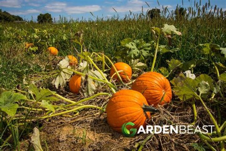 Do Pumpkins need to be pollinated?