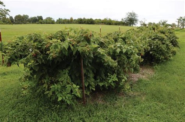 Do raspberries like acid or alkaline soil?