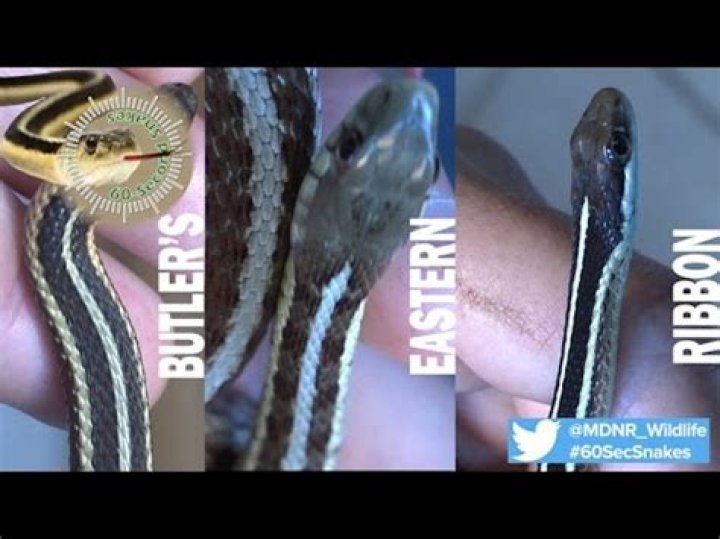 Do ribbon snakes bite?