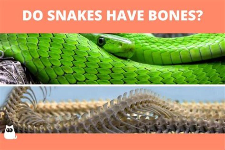 Do snakes have any bones?