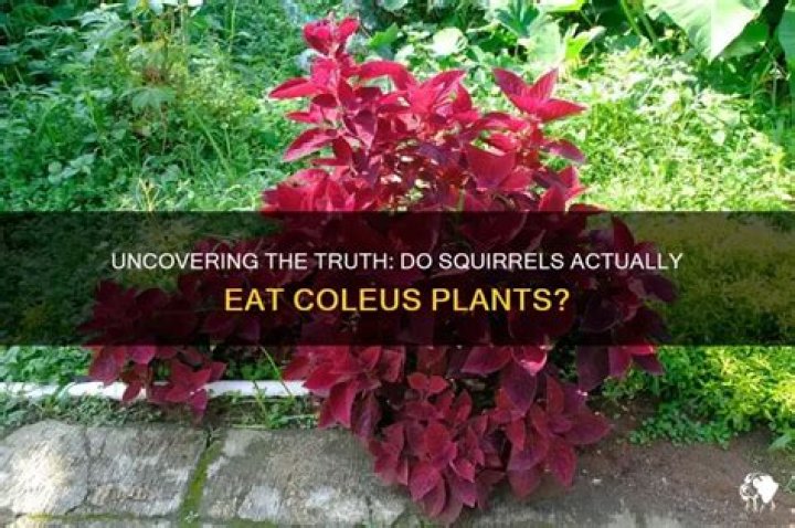 Do squirrels eat coleus?