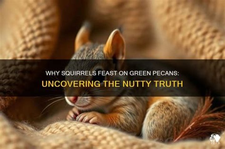 Do squirrels eat green pecans?