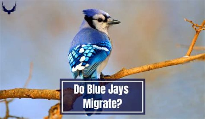 Do Stellar Blue Jays migrate?