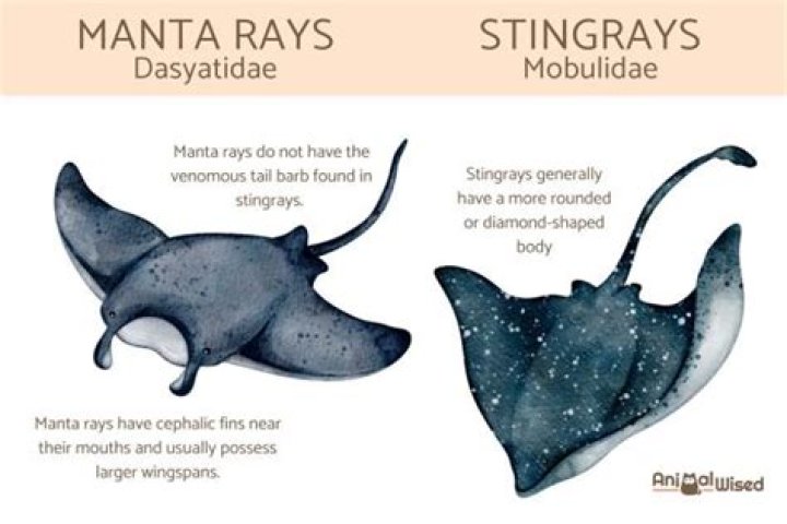 Do stingrays have lungs?