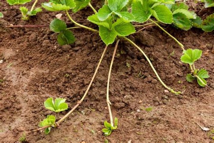 Do strawberry plants have deep roots?