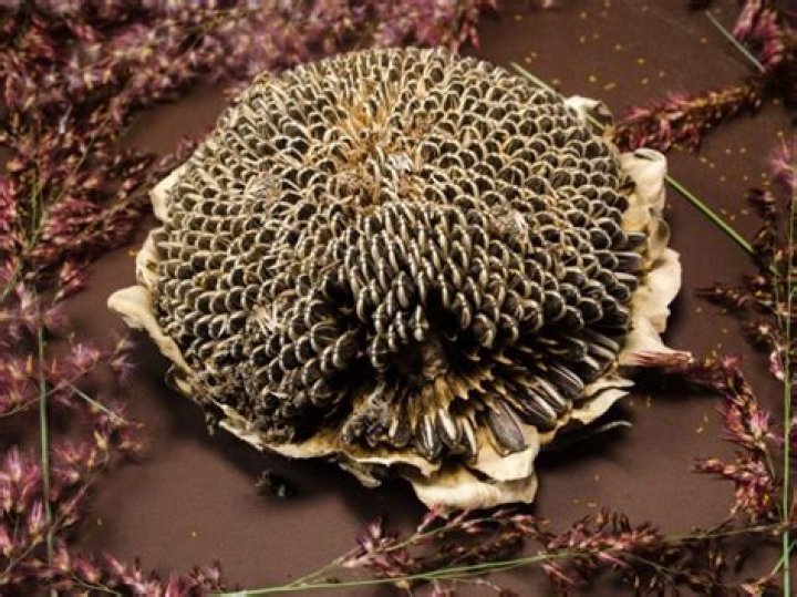 Do sunflowers reseed themselves?