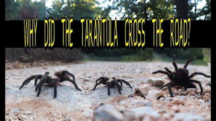 Do tarantulas run?