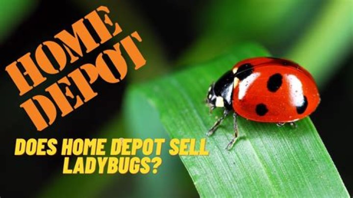 Do they sell ladybugs at Home Depot?