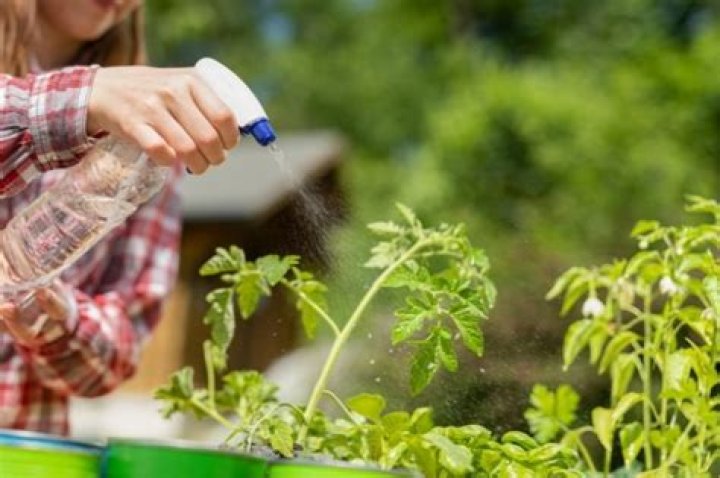 Do tomatoes like lime?