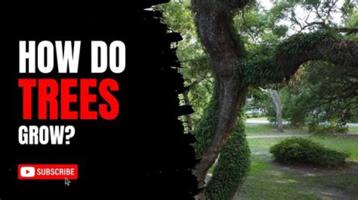 Do trees grow from the bottom or top up?