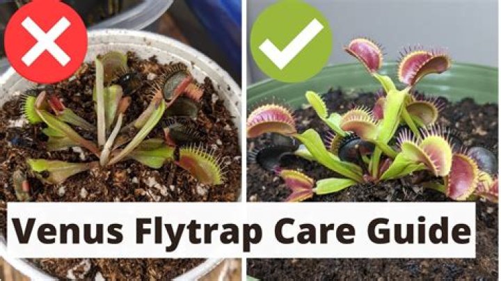 Do Venus fly traps die after they close?