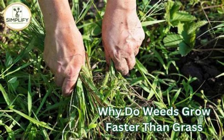 Do weeds grow faster than grass?
