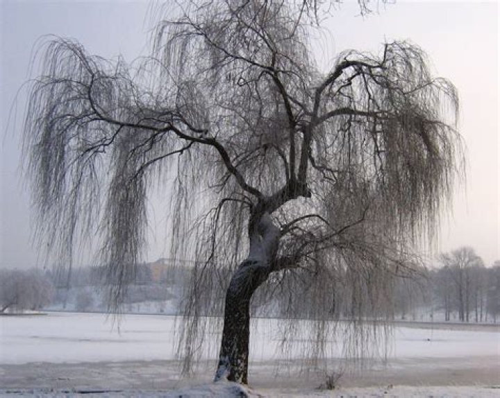 Do willow trees lose their leaves in winter?