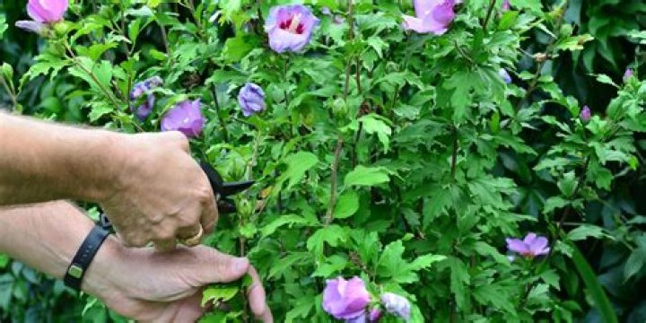 Do you cut back hibiscus in the fall?