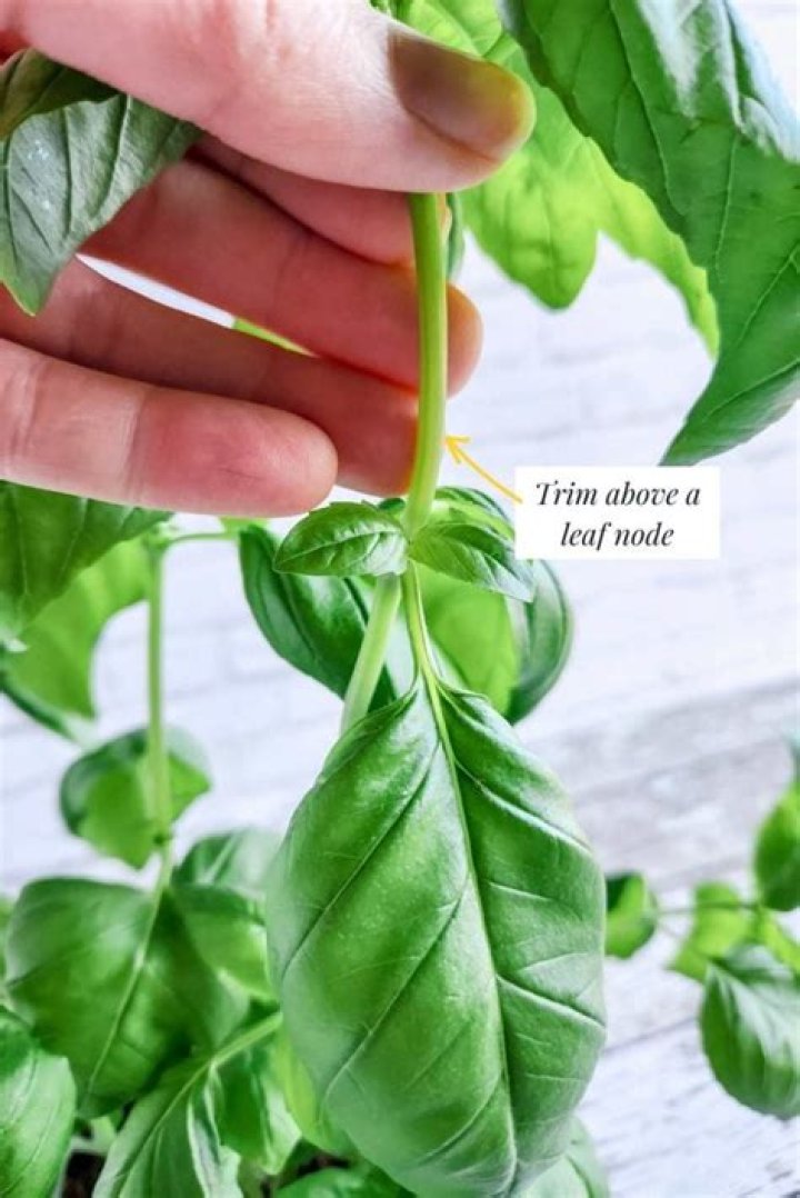 Do you cut basil back winter?