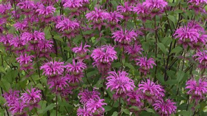 Do you Deadhead bee balm?
