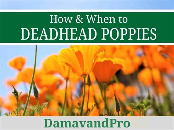 Do you deadhead poppies?