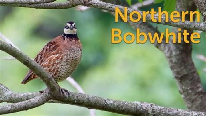 Do you need a permit to raise bobwhite quail?