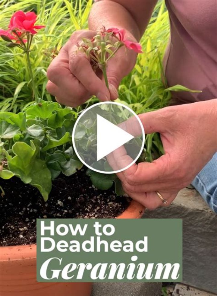 Do you need to deadhead Sweet William?