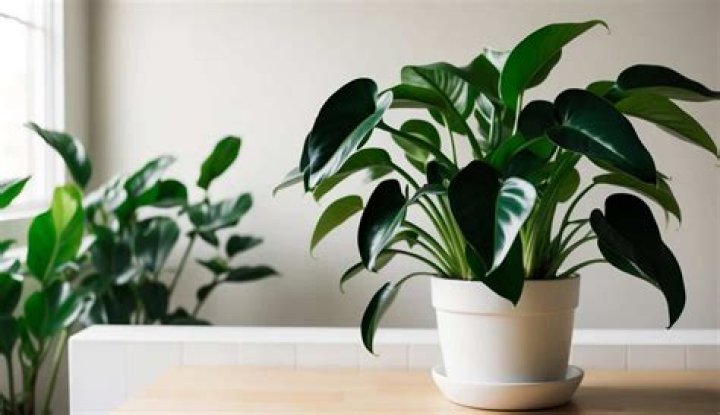 Do ZZ plants like humidity?