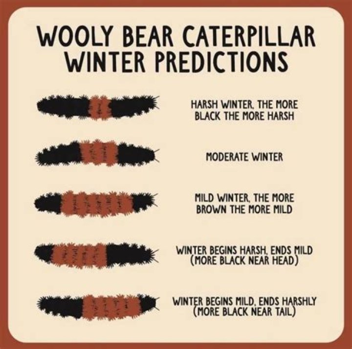 Does a black caterpillar mean a bad winter?