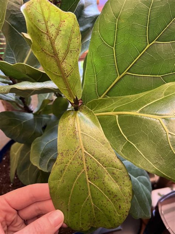 Does a fiddle leaf fig tree produce figs?