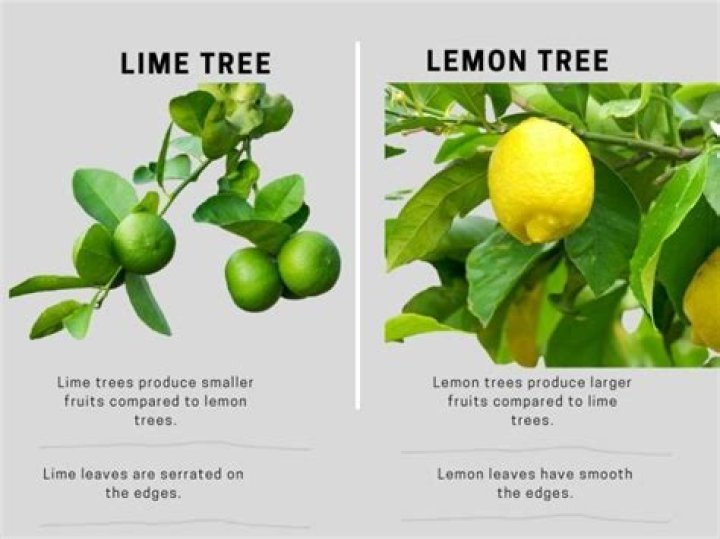 Does a lime tree have spikes?