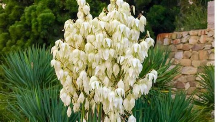 Does a Yucca die after flowering?