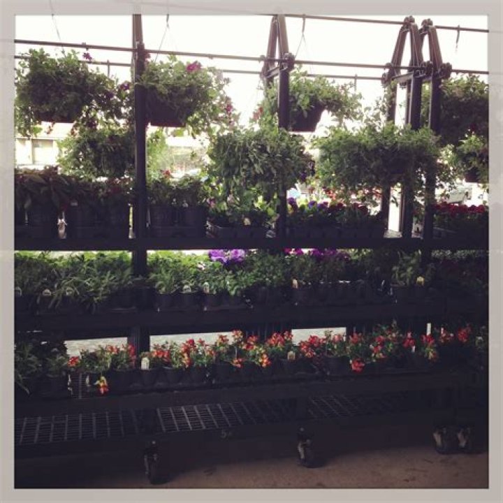 Does Ace Hardware carry plants?