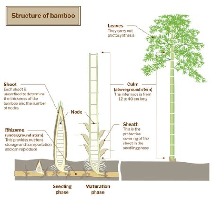 Does bamboo have a scent?