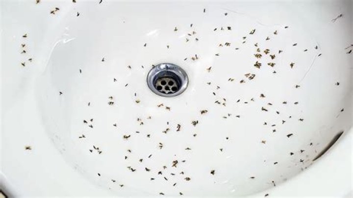 Does bleach keep flies away?