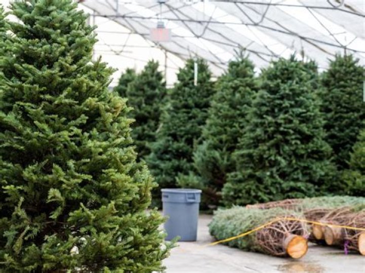 Does Canadian Tire have Christmas trees?