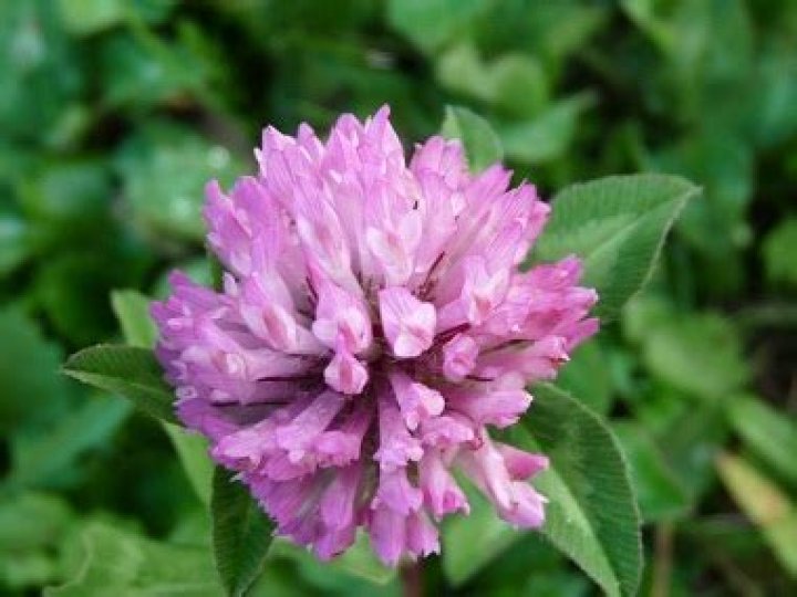Does clover have flowers?