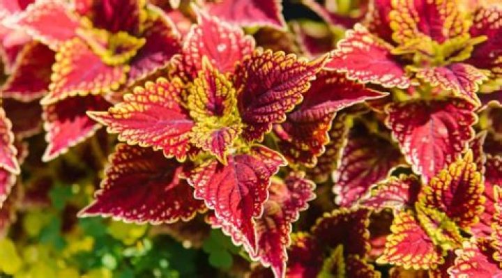Does coleus grow in full sun?