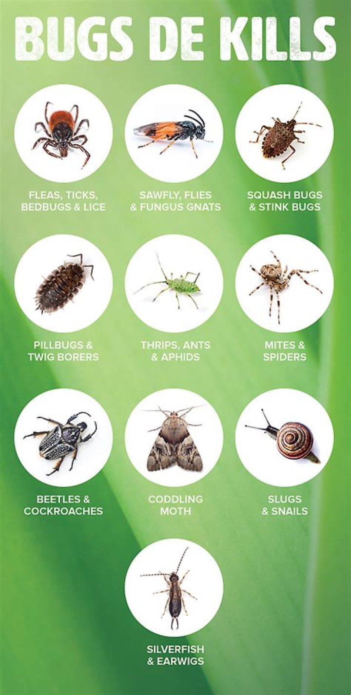 Does diatomaceous earth work on Hornets?