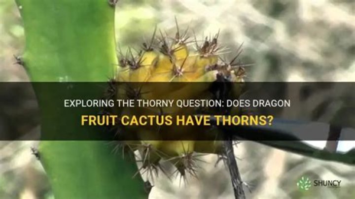Does dragon fruit cactus have thorns?