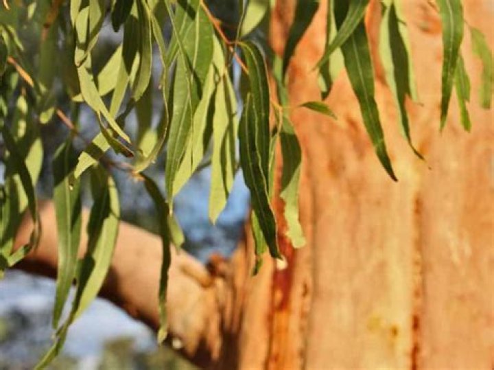 Does eucalyptus need to be kept in water?