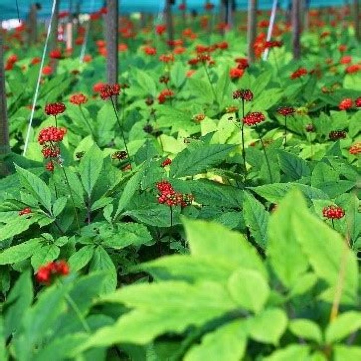 Does ginseng grow in Alabama?