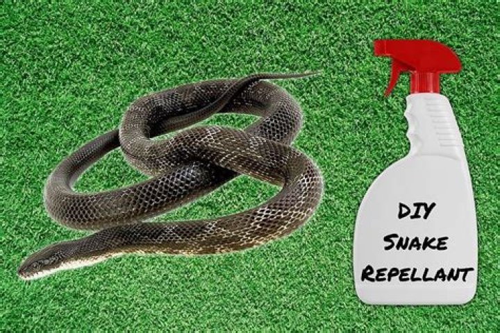 Does gravel keep snakes away?