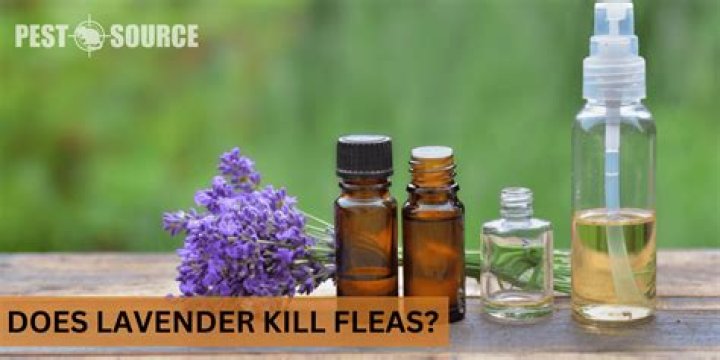 Does lavender kill ants?