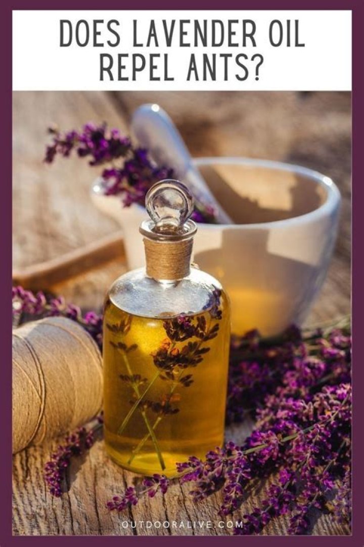 Does lavender oil repel snakes?