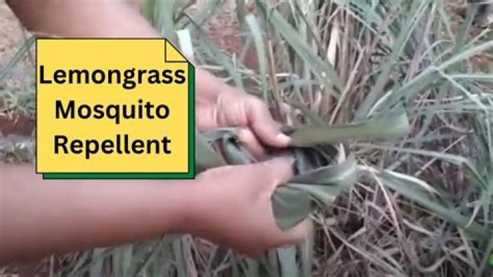 Does lemongrass oil repel ants?