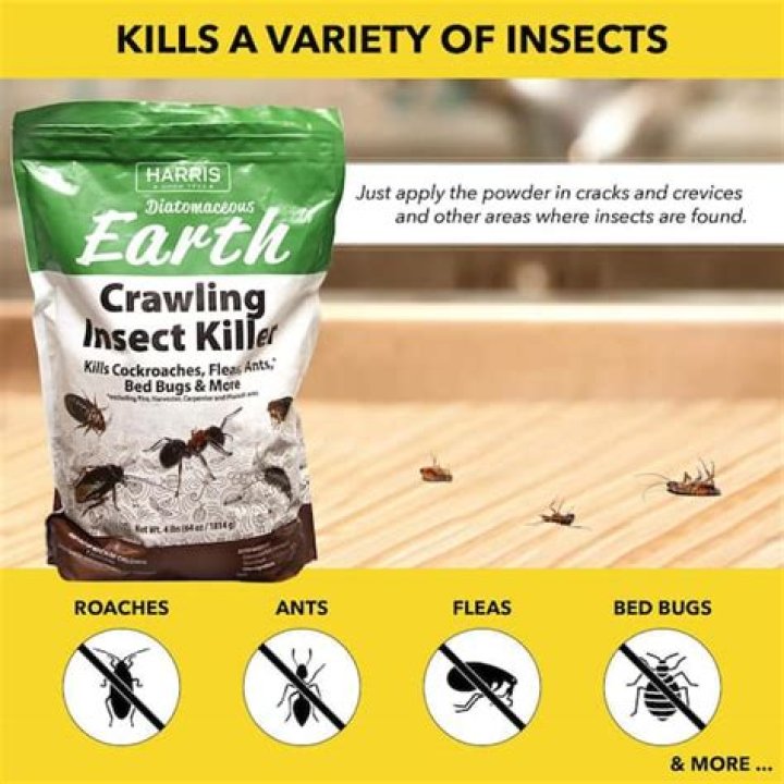 Does Lowe’s carry diatomaceous earth?