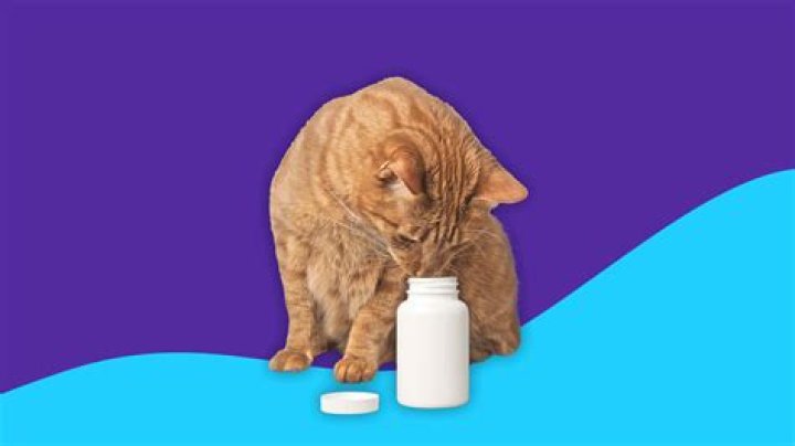 Does metronidazole for cats need to be refrigerated?