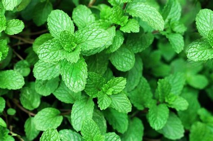 Does mint kill other plants?